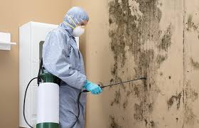 Best Basement Mold Removal  in Holley, FL